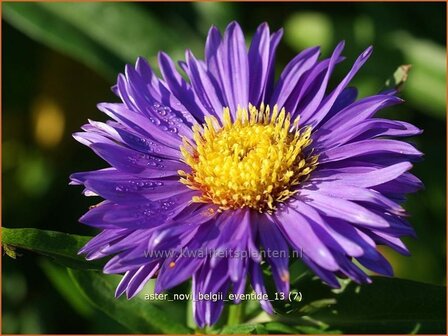 Aster novi-belgii &#039;Eventide&#039; | Aster