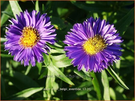 Aster novi-belgii &#039;Eventide&#039; | Aster