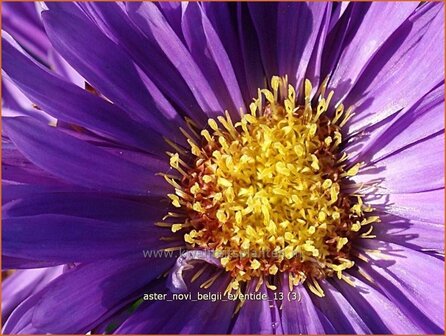 Aster novi-belgii &#039;Eventide&#039; | Aster