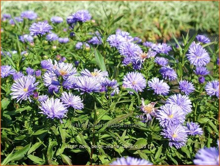 Aster novi-belgii 'Marie Ballard' | Aster