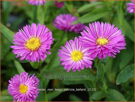 Aster novi-belgii &amp;#39;Patricia Ballard&amp;#39; | Nieuw-Nederlandse aster, Herfstaster, Aster | Glattblatt-Aster