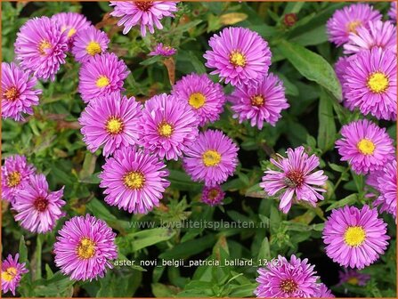 Aster novi-belgii &amp;#39;Patricia Ballard&amp;#39; | Nieuw-Nederlandse aster, Herfstaster, Aster | Glattblatt-Aster