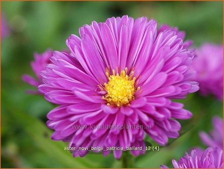 Aster novi-belgii &amp;#39;Patricia Ballard&amp;#39; | Nieuw-Nederlandse aster, Herfstaster, Aster | Glattblatt-Aster