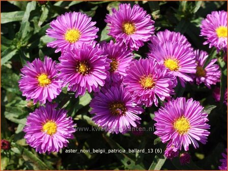 Aster novi-belgii &amp;#39;Patricia Ballard&amp;#39; | Nieuw-Nederlandse aster, Herfstaster, Aster | Glattblatt-Aster