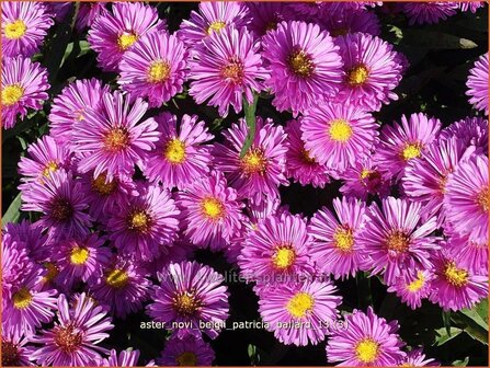 Aster novi-belgii &amp;#39;Patricia Ballard&amp;#39; | Nieuw-Nederlandse aster, Herfstaster, Aster | Glattblatt-Aster