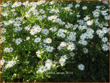 Aster rugulosus &#039;Asrugo&#039; | Aster | Aster