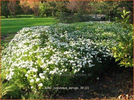 Aster rugulosus &#039;Asrugo&#039; | Aster | Aster