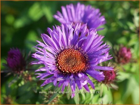 Aster novae-angliae &#039;Purple Dome&#039; | Aster, Herfstaster