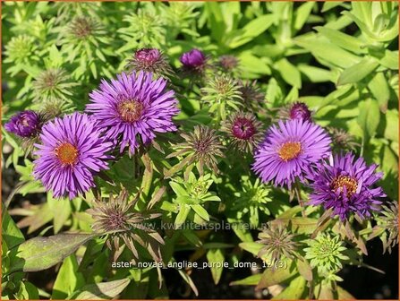 Aster novae-angliae &#039;Purple Dome&#039; | Aster, Herfstaster