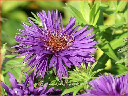 Aster novae-angliae &#039;Purple Dome&#039; | Aster, Herfstaster