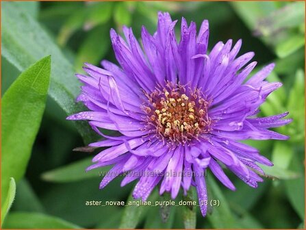 Aster novae-angliae &#039;Purple Dome&#039; | Aster, Herfstaster