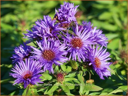 Aster novae-angliae &#039;Purple Dome&#039; | Aster, Herfstaster