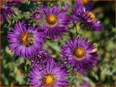 Aster novae-angliae &#039;Violetta&#039; | Aster, Herfstaster
