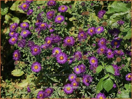 Aster novae-angliae &#039;Violetta&#039; | Aster, Herfstaster