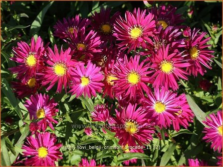 Aster novi-belgii &#039;Crimson Brocade&#039; | Nieuw-Nederlandse aster, Herfstaster, Aster | Glattblatt-Aster