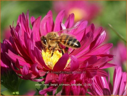 Aster novi-belgii &#039;Crimson Brocade&#039; | Nieuw-Nederlandse aster, Herfstaster, Aster | Glattblatt-Aster