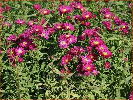 Aster novi-belgii &#039;Crimson Brocade&#039; | Nieuw-Nederlandse aster, Herfstaster, Aster | Glattblatt-Aster