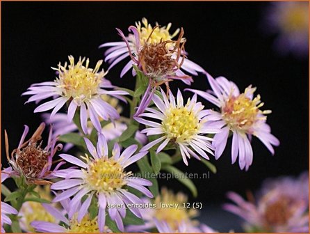 Aster ericoides 'Lovely' | Aster, Heideaster
