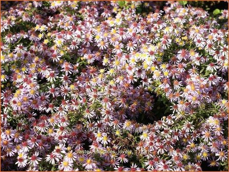 Aster ericoides 'Lovely' | Aster, Heideaster