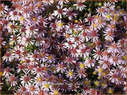 Aster ericoides 'Lovely' | Aster, Heideaster