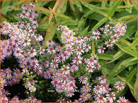 Aster ericoides 'Lovely' | Aster, Heideaster