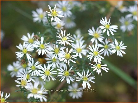 Aster ericoides &#039;Schneetanne&#039; | Aster, Heideaster