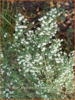 Aster ericoides &#039;Schneetanne&#039; | Aster, Heideaster