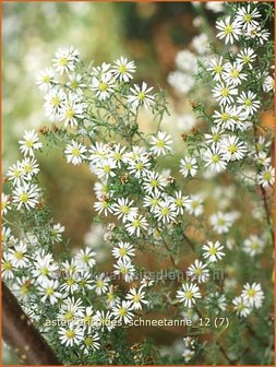 Aster ericoides &#039;Schneetanne&#039; | Aster, Heideaster