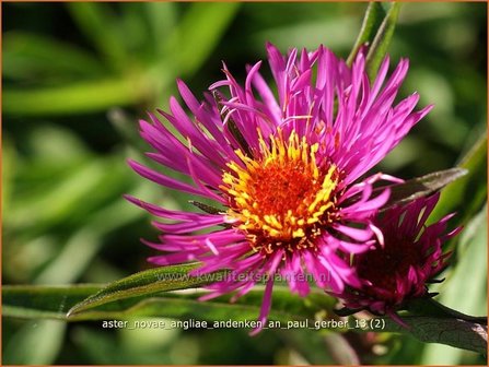 Aster novae-angliae &#039;Andenken an Paul Gerber&#039; | Aster, Herfstaster