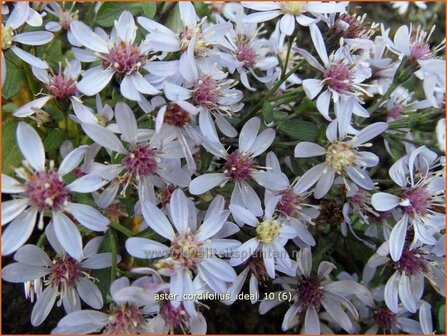 Aster cordifolius 'Ideal' | Hartbladaster, Aster | Herzbl&auml;ttrige Schleier-Aster | Blue Wood Aster