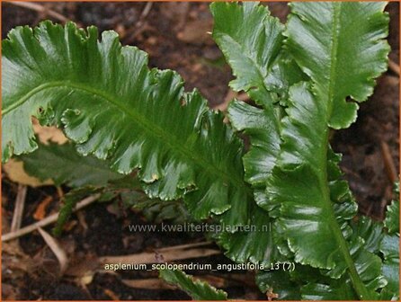 Asplenium scolopendrium &#039;Angustifolia&#039; | Tongvaren