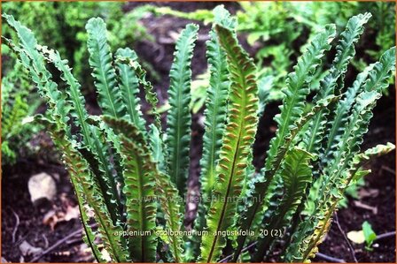 Asplenium scolopendrium &#039;Angustifolia&#039; | Tongvaren