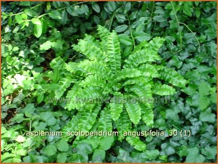 Asplenium scolopendrium &#039;Angustifolia&#039; | Tongvaren