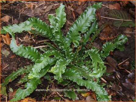 Asplenium scolopendrium &#039;Angustifolia&#039; | Tongvaren