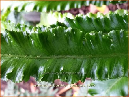 Asplenium scolopendrium &#039;Angustifolia&#039; | Tongvaren