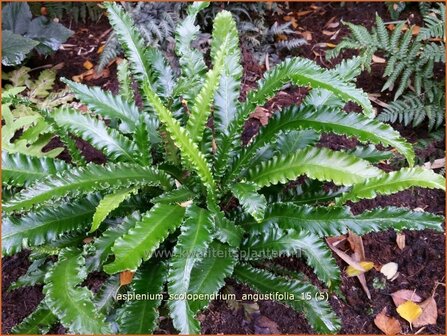 Asplenium scolopendrium &#039;Angustifolia&#039; | Tongvaren