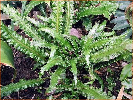 Asplenium scolopendrium &#039;Undulatum&#039; | Tongvaren