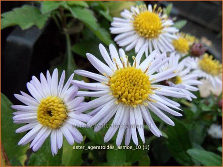 Aster ageratoides &#039;Asmoe&#039; | Aster