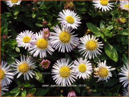 Aster ageratoides &#039;Asmoe&#039; | Aster