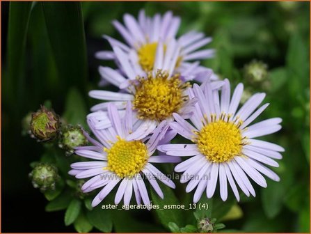 Aster ageratoides &#039;Asmoe&#039; | Aster