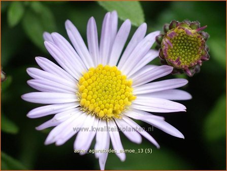 Aster ageratoides &#039;Asmoe&#039; | Aster