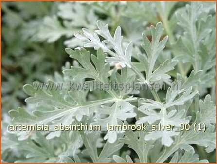 Artemisia absinthium &#039;Lambrook Silver&#039; | Alsem, Bijvoet, Edelruit