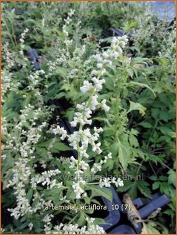 Artemisia lactiflora | Alsem, Bijvoet, Edelruit