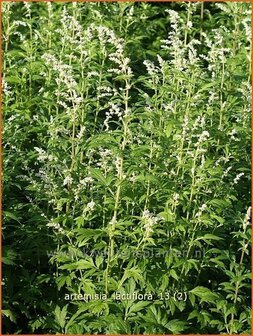Artemisia lactiflora | Alsem, Bijvoet, Edelruit