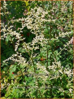 Artemisia lactiflora &#039;Guizhou&#039; | Alsem, Bijvoet, Edelruit