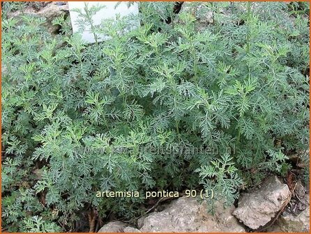 Artemisia pontica | Alsem, Bijvoet, Edelruit