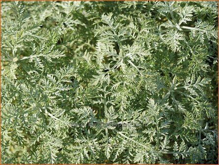 Artemisia pontica | Alsem, Bijvoet, Edelruit