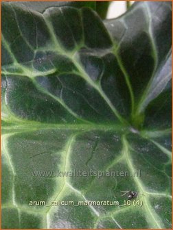 Arum italicum &amp;#39;Marmoratum&amp;#39; | Aronskelk | Italienischer Aronstab