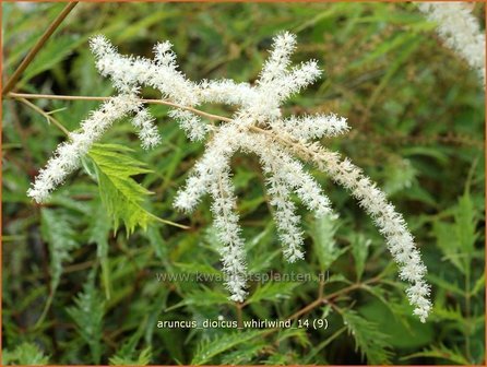 Aruncus dioicus &#039;Whirlwind&#039; | Geitenbaard