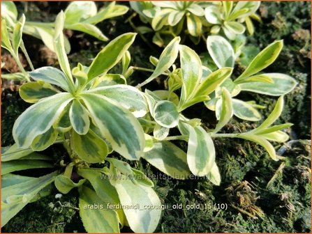 Arabis ferdinandi-coburgii &#039;Old Gold&#039; | Randjesbloem